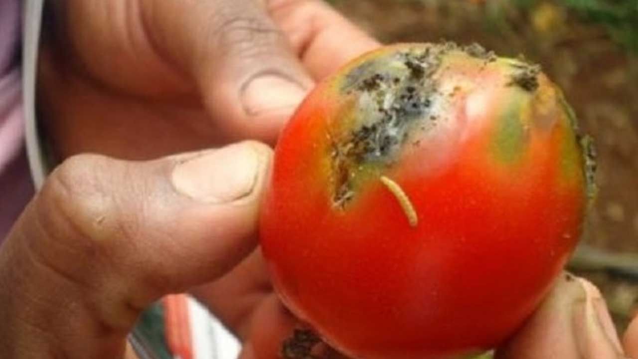 TOMATE DE VERS