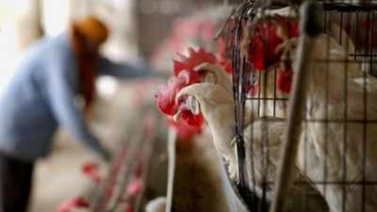 Grippe aviaire: niveau de risque "élevé" en France, les volailles confinées