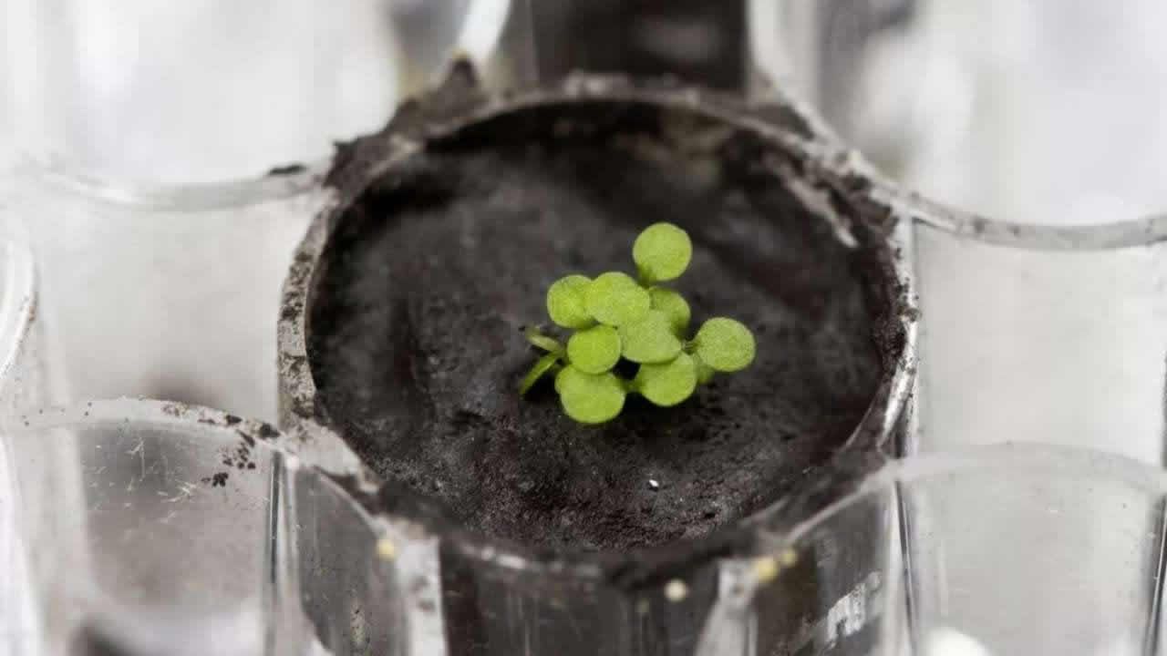 Des scientifiques ont fait pousser des plantes dans du sol lunaire