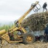 Canne à sucre : la production chute de 10,5 % en 2024