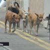 Protection animale : enregistrement obligatoire des chiens dès octobre 2025