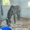 Under Cover Agent, Star of Kazan, Fools Gold…  la seconde vie des champions oubliés
