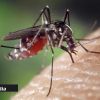 Face à la recrudescence des cas de Chikungunya à La Réunion, Maurice reste vigilant