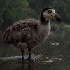 Colossal Biosciences et le projet du dodo : de la science-fiction à la réalité