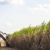 Prévisions de la Chambre d'Agriculture : vers une production de plus de 220 000 tonnes de sucre en 2023 
