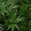 Découverte de plus de 30 plants de cannabis près du terrain de basket d'un collège d'État