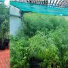 52 plants de cannabis dÃ©couverts chez un habitant de RiviÃ¨re-du-RempartÂ 