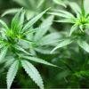 La Thaïlande envisage de recriminaliser le cannabis, menaçant une industrie d'un milliard de dollars