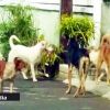 La Mauritius Society for Animal Welfare sort de son silence sur les expériences scientifiques