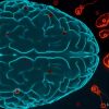 Inde : hausse des infections liées à une amibe mangeuse de cerveau