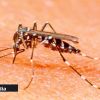 Dengue : 295 cas enregistrés à Maurice 