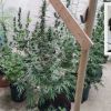 Petite-Rivière-Noire : 23 plants de cannabis d’une valeur de Rs 2,3 millions saisis