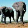 Hindu Maha Jana Sangham souhaite accueillir deux éléphants à Kaylasson