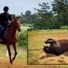 La vie douce des anciens héros des courses