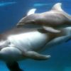 La Prairie : une opération de sauvetage pour aider un bébé dauphin à regagner l'eau