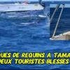 Tamarin : attaques de requins, deux touristes blessés