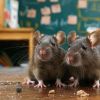 À Belle-Rose : des collégiens se plaignent de la présence de rats dans leur établissement