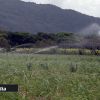 Irrigation des champs de canne à sucre : les restrictions temporairement levées
