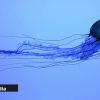 Méduses signalées à Belle Mare : prudence recommandée aux baigneurs
