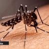 La Réunion : l'épidémie de chikungunya continue de ralentir