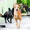 Enregistrement obligatoire des chiens : 1 020 chiens déjà enregistrés