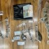 Saisie de Rs 150 000 de drogues, dont 25 paquets de cannabis «Mass Pididy»