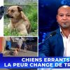 [Info Soirée] : « CHIENS ERRANTS : LA PEUR CHANGE DE TROTTOIR »