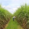 Prévision : vers une production de 250 000 tonnes de sucre cette année 