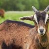 Un cas de pleuropneumonie contagieuse bovine détecté à Maurice