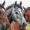 167 chevaux soumis à des tests antidopage en amont de la saison hippique