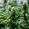 Cannabis : dépénalisation et légalisation... le débat s’invite dans Au Cœur de l’Info  