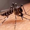 Chikungunya à La Réunion: enquête pour estimer l'ampleur de l'épidémie et de l'immunité acquise