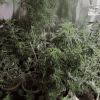 L'Adsu de Rose Hill  démantèle une culture de cannabis en intérieur