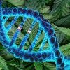 Une vaste étude génétique établit un lien entre la consommation de cannabis et la santé mentale, cognitive et physique