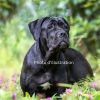Souillac : deux piétons attaqués par des Cane Corso 