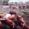 Eid ul Adha 2025 : pas de pénurie de bétail, rassure la compagnie Socovia