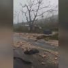 Jamaïque/Ouragan Melissa : images d'arbres déracinés sur une route