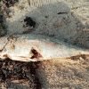 À Butte-à-l’Herbe : des analyses prévues après la découverte de poissons morts