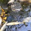 Dans le lagon de Poudre-d’Or : poissons, crabes et anguilles retrouvés morts