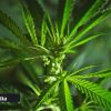 Trois-Mamelles : saisie de 1,7 kg de cannabis dans un champ de canne