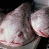 « L’animal le plus laid du monde», le blobfish, devient le poisson de l’année en Nouvelle-Zélande