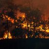 La destruction des forêts tropicales à un niveau record, sous l'effet des incendies