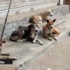 Chiens errants à Maurice : la MSAW intensifie ses actions sur le terrain