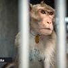 Importation de macaques : Humane World for Animals Canada appelle à l'interdiction immédiate
