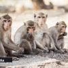 Affaire des macaques saisis : Hammerhead International Ltd ne lâche pas prise