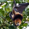Un Australien meurt d'un virus transmis par une morsure de chauve-souris