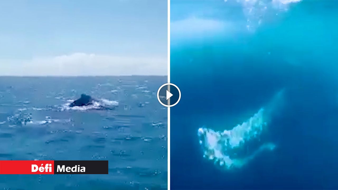 [Audio] Baleines à bosse dans nos eaux : il est interdit de nager avec ces cétacés